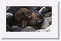 Galapagos Sea Lion pup discovering its back flipper