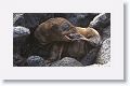 Galapagos Sea Lion pup discovering its back flipper