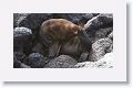 Galapagos Sea Lion pup discovering its back flipper