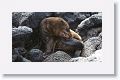 Galapagos Sea Lion pup discovering its back flipper