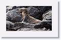 Galapagos Sea Lion pup