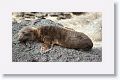 Galapagos Sea Lion pup