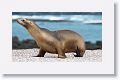 Galapagos Sea Lion