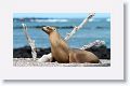 Galapagos Sea Lion