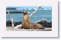 Galapagos Sea Lion