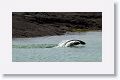 Another Galapagos Sea Lion male being chased away by the Beach Master