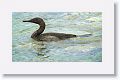 Flightless Cormorant