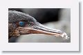 Human watchers are reflected in this Flightless Cormorant's eye