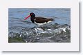 American Oystercatcher