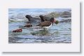 American Oystercatcher with an Urchin