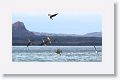 Blue-footed Boobies diving for fish