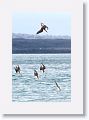 Blue-footed Boobies diving for fish