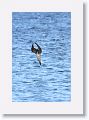 Blue-footed Booby diving for fish