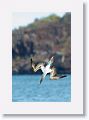 Blue-footed Booby diving for fish