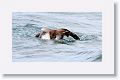 Blue-footed Booby taking off