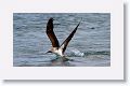 Blue-footed Booby taking off