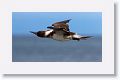 Blue-footed Booby shaking off