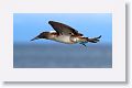 Blue-footed Booby shaking off