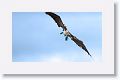 Blue-footed Booby banking for a dive