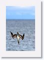 Blue-footed Booby diving