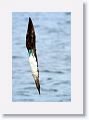 Blue-footed Booby diving