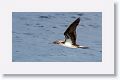 Blue-footed Booby