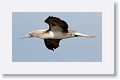 Blue-footed Booby