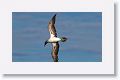 Blue-footed Booby