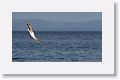 Blue-footed Booby diving