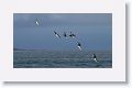 Blue-footed Boobies diving