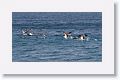 Blue-footed Boobies taking off