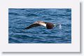 Blue-footed Booby taking off