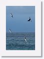 Blue-footed Boobies diving