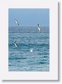 Blue-footed Boobies diving