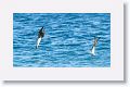 Blue-footed Boobies diving