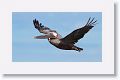 Brown Pelican