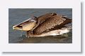 Brown Pelican with a stick