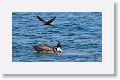 One Brown Noddy would land on the head of the Brown Pelican in hopes of a scrap of fish