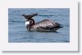 One Brown Noddy would land on the head of the Brown Pelican in hopes of a scrap of fish