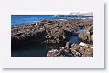 Galapagos Fur Seals (Sea Lions)