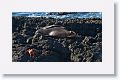 Galapagos Fur Seal (Sea Lion)