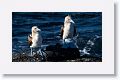 Blue-footed Boobies