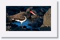 American Oystercatcher