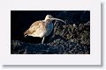 Whimbrel