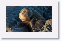 Galapagos Sea Lion pup