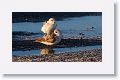 Sanderlings