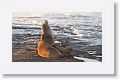 Galapagos Sea Lion cow and pup