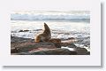 Galapagos Sea Lion cow and pup