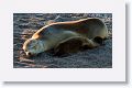 Galapagos Sea Lion cow and pup