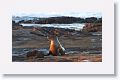 Galapagos Sea Lion cow and pup